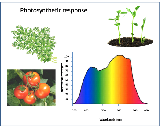 Растения используют фотосинтетически активное излучение (PAR), длины световых волн от 400 до 700 нм для фотосинтеза, как показано на рисунке 1